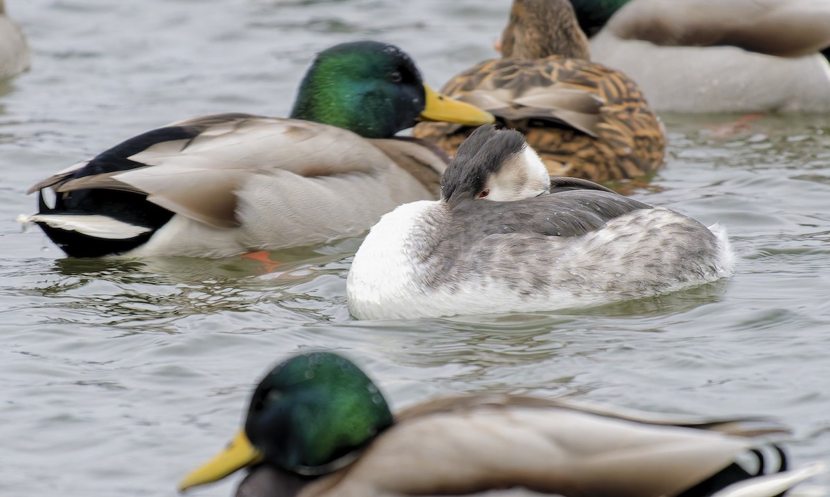 冠鸊鷉 - ML648037821