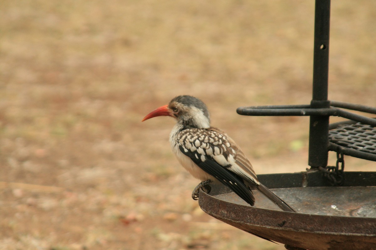 Southern Red-billed Hornbill - JuanMa Pérez-García