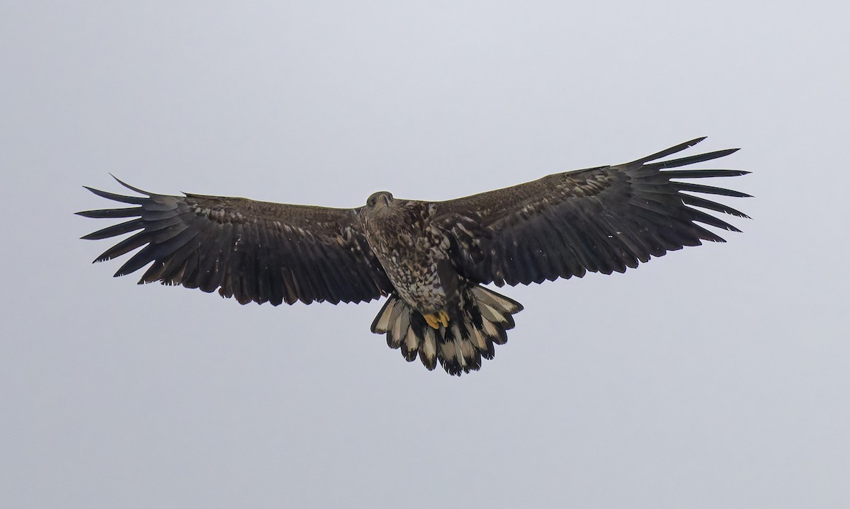 白尾海鵰 - ML648038217