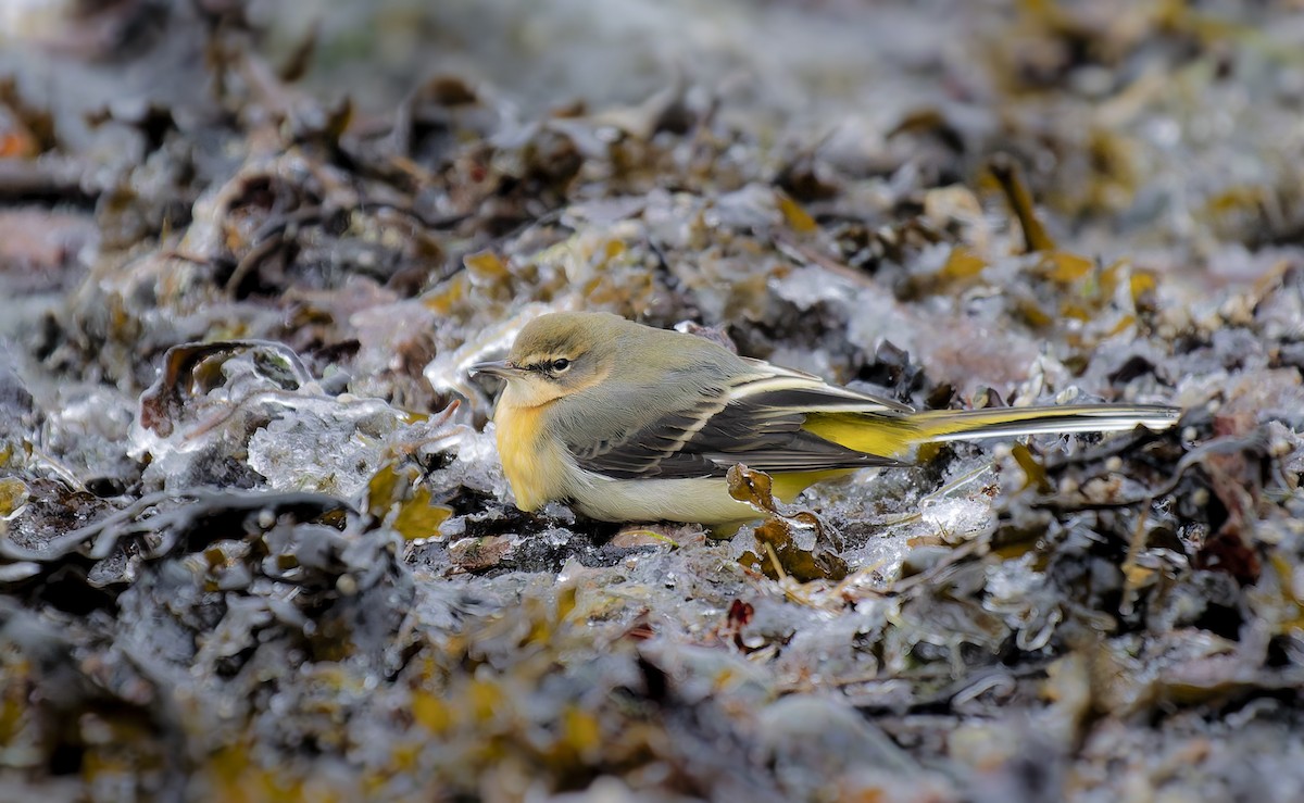 灰鶺鴒 - ML648038688