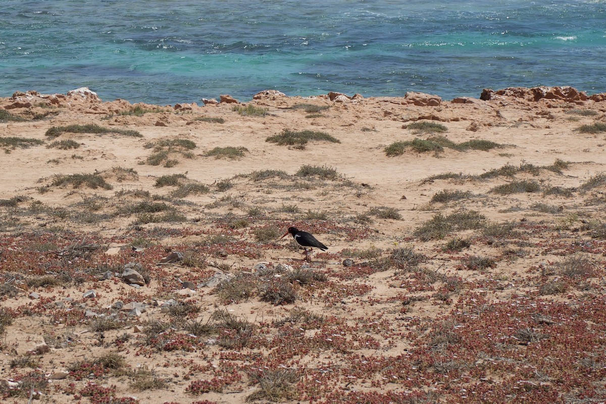 Pied Oystercatcher - ML648038787