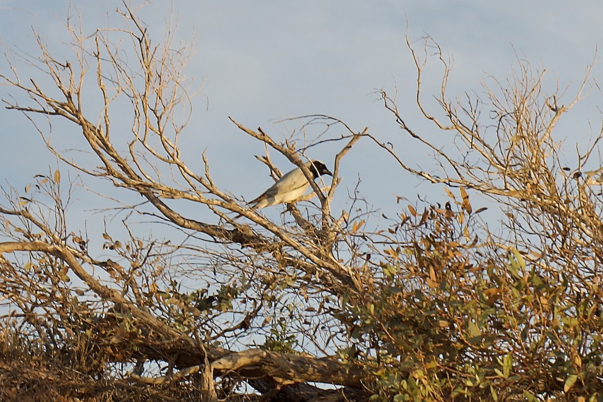 Black-faced Cuckooshrike - ML648038815