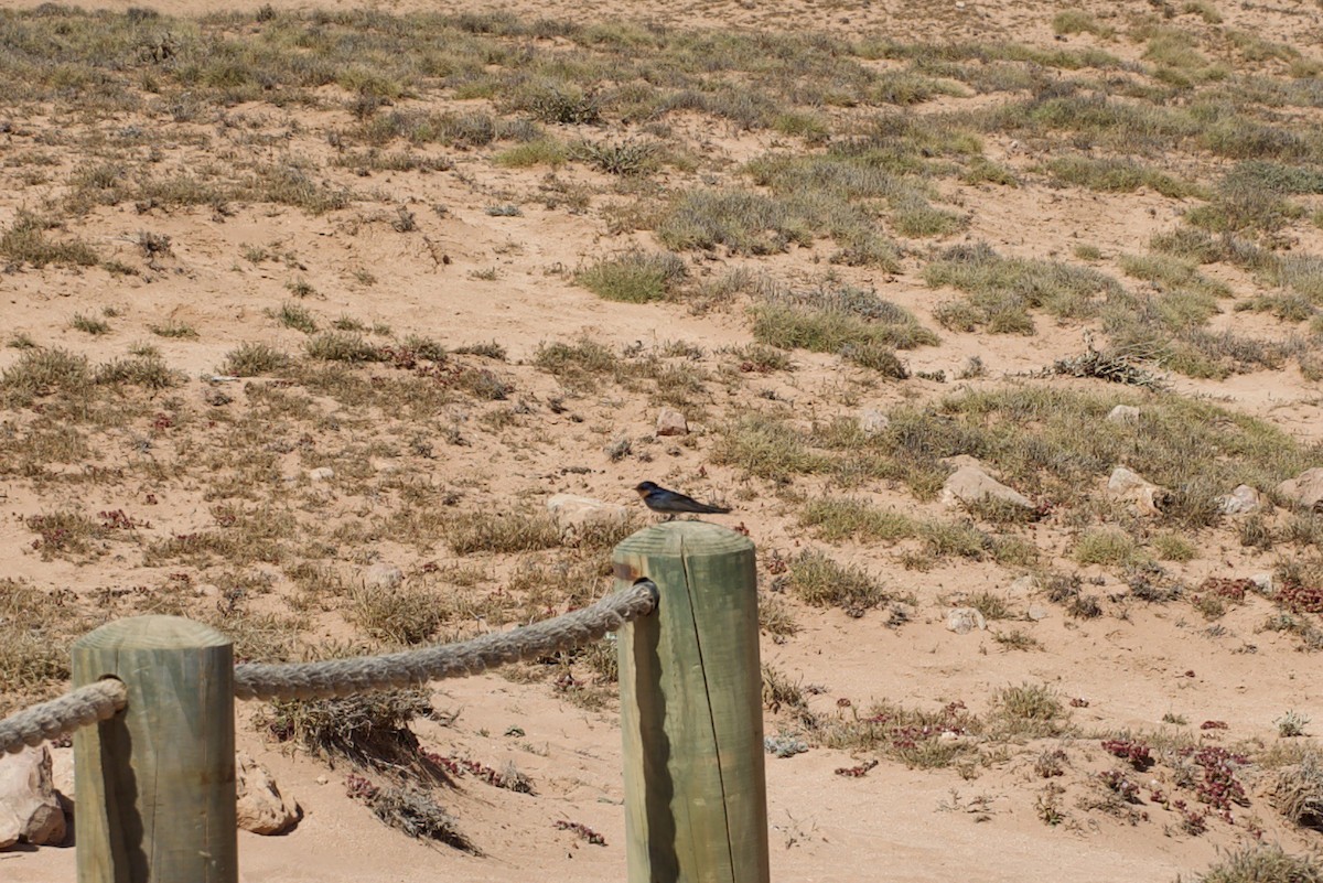 Welcome Swallow - ML648038819