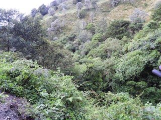 Savegre Valley- Vuelta del Gato, San José, Costa Rica - eBird Hotspot