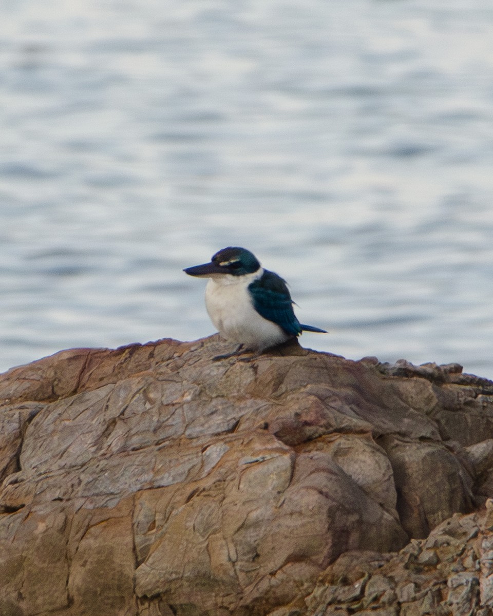 Воротничковая альциона - ML648039716