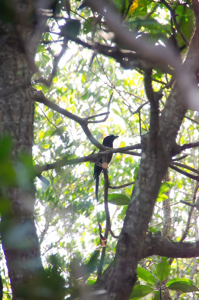 Райский дронго - ML648039720