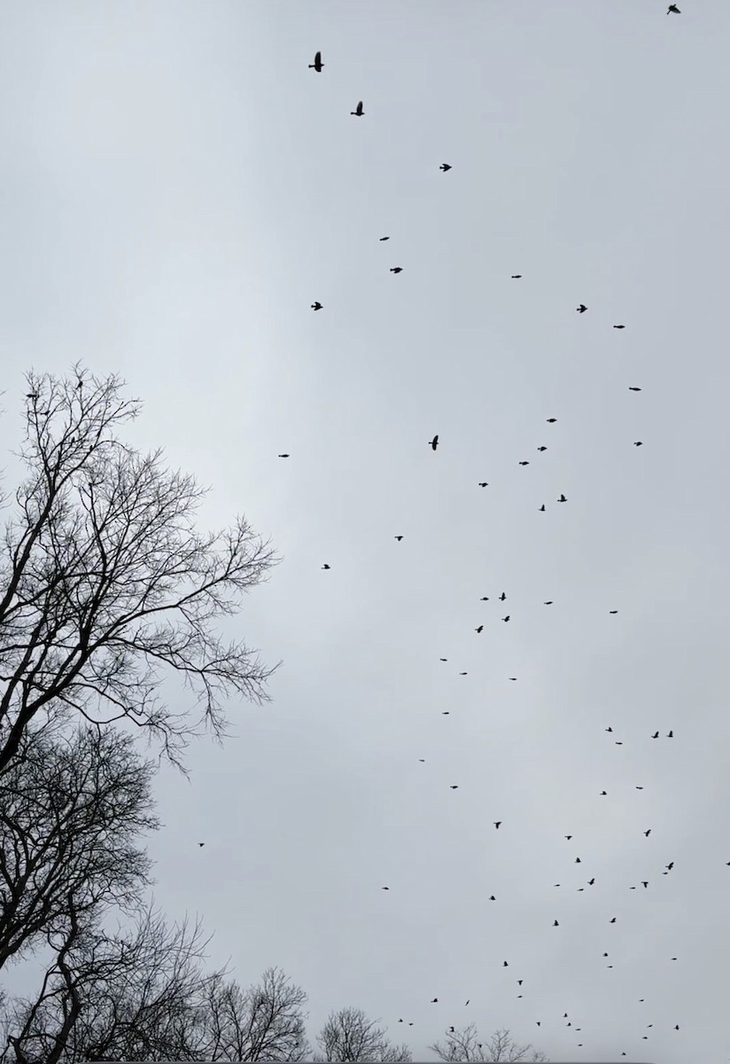 Rusty Blackbird - ML648039726