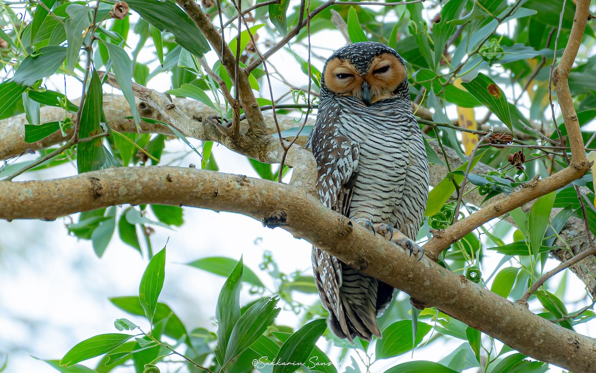 Пагодная неясыть - ML648040069