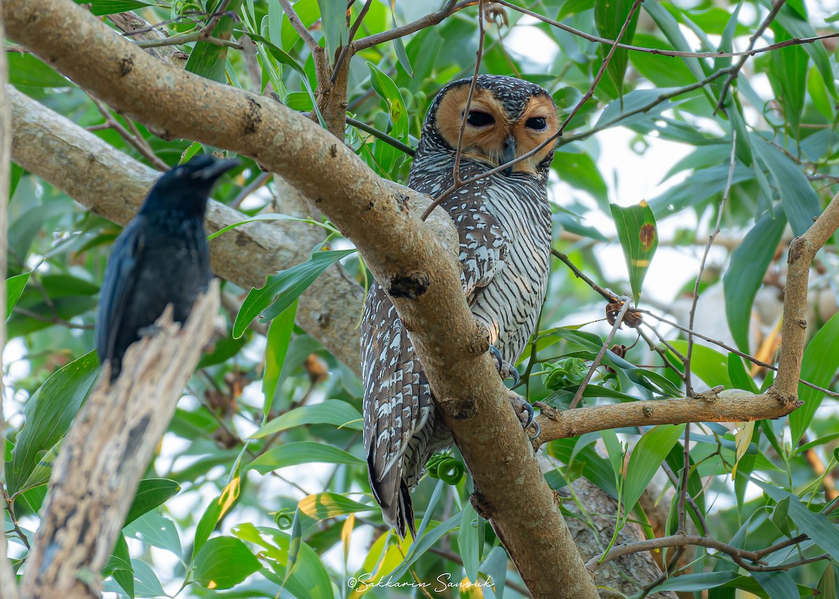 Пагодная неясыть - ML648040070