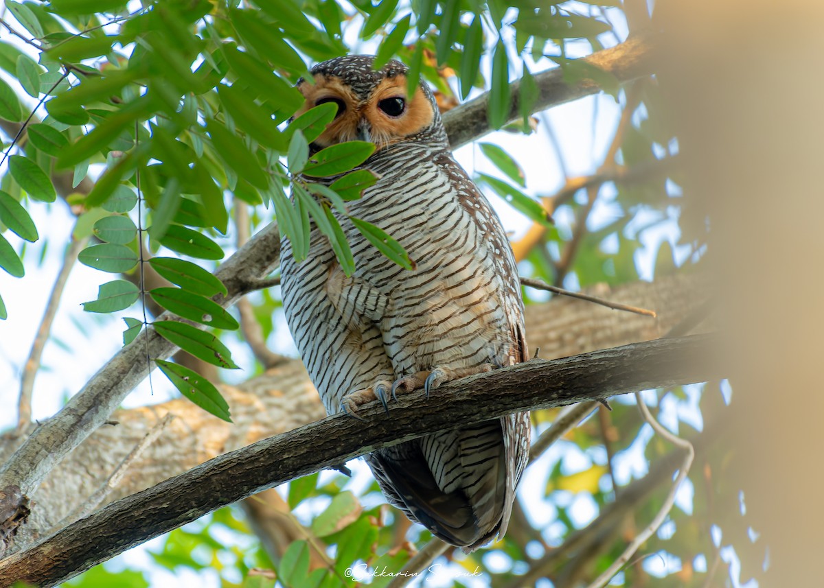 Пагодная неясыть - ML648040072