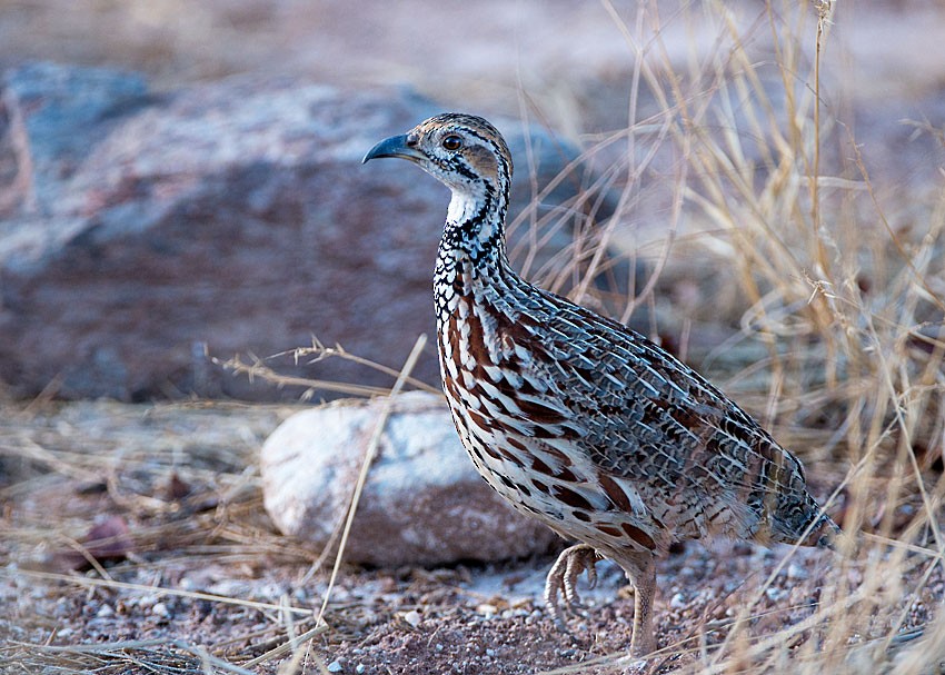 Francolín del Orange (jugularis) - ML648040114
