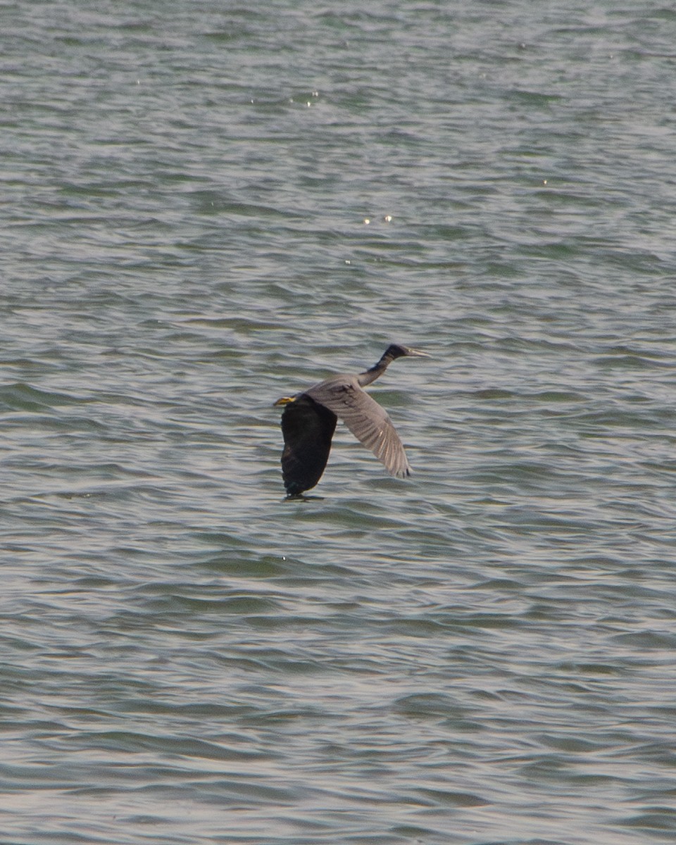 Восточная рифовая цапля - ML648040249