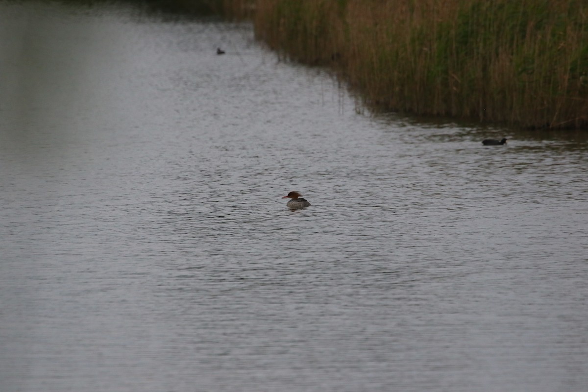 Scaly-sided Merganser - ML648040409