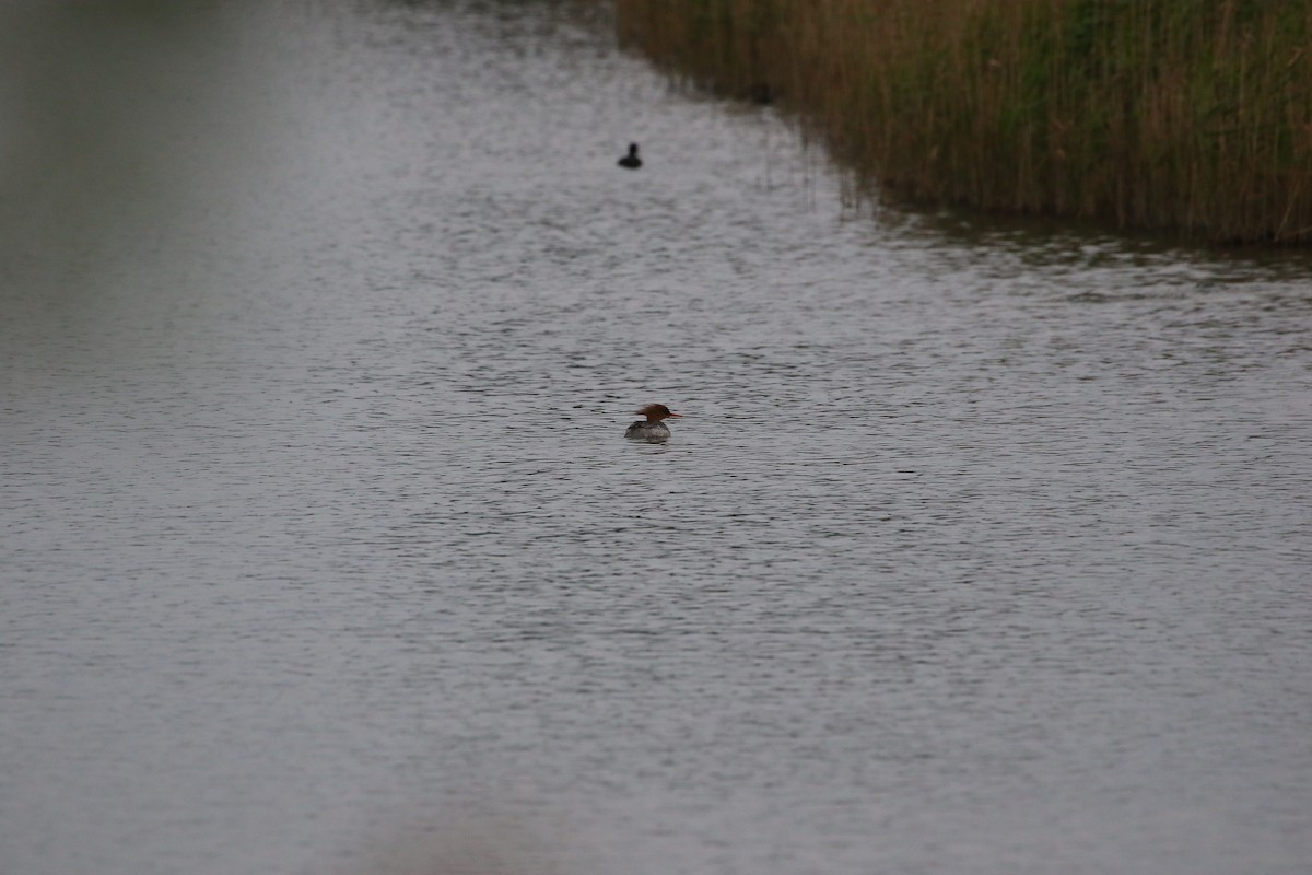 Scaly-sided Merganser - ML648040459