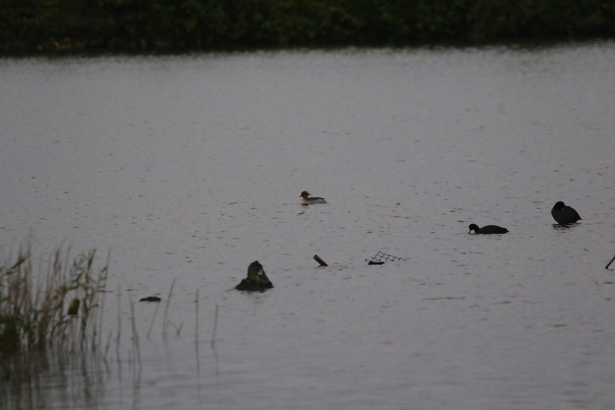 Scaly-sided Merganser - ML648040516
