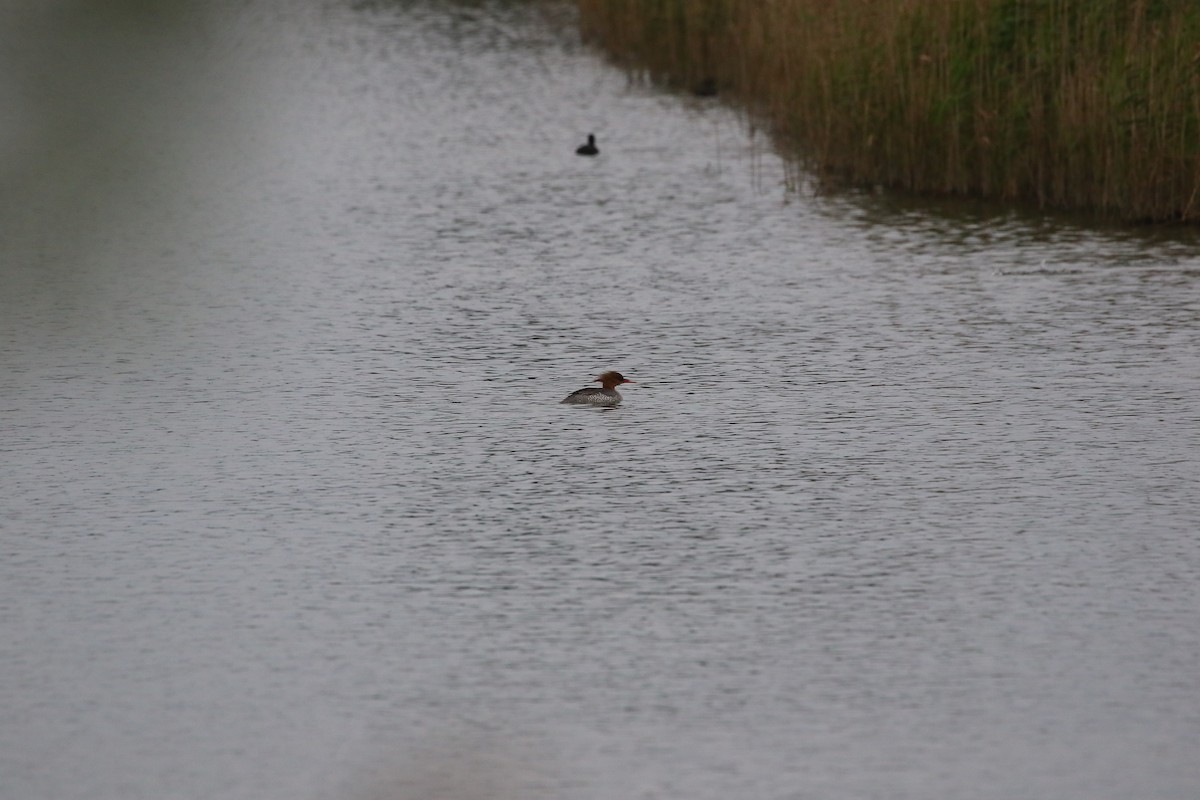 Scaly-sided Merganser - ML648040561