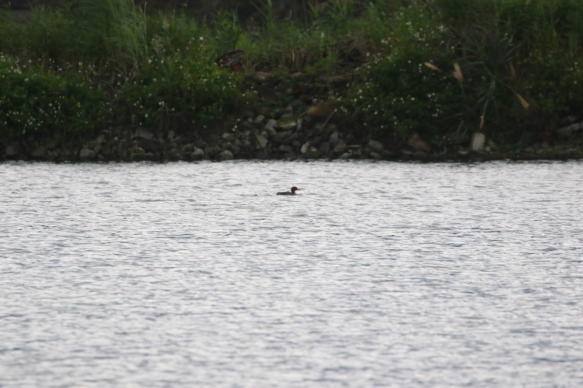 Red-breasted Merganser - ML648040642