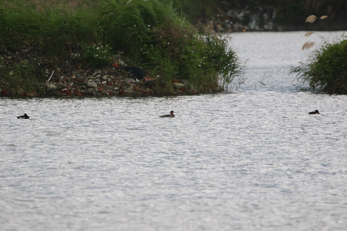 Red-breasted Merganser - ML648040661