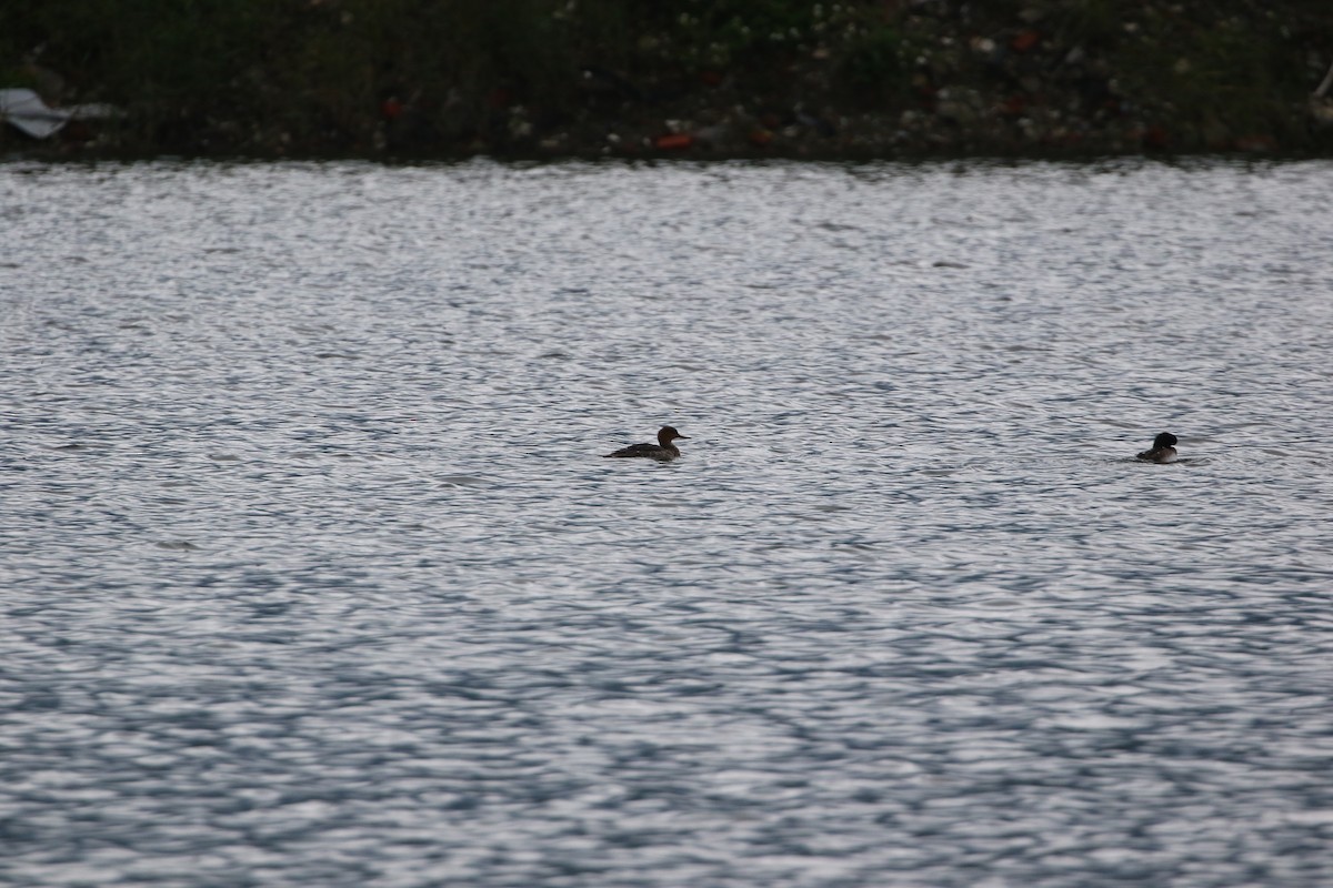 Red-breasted Merganser - ML648040690