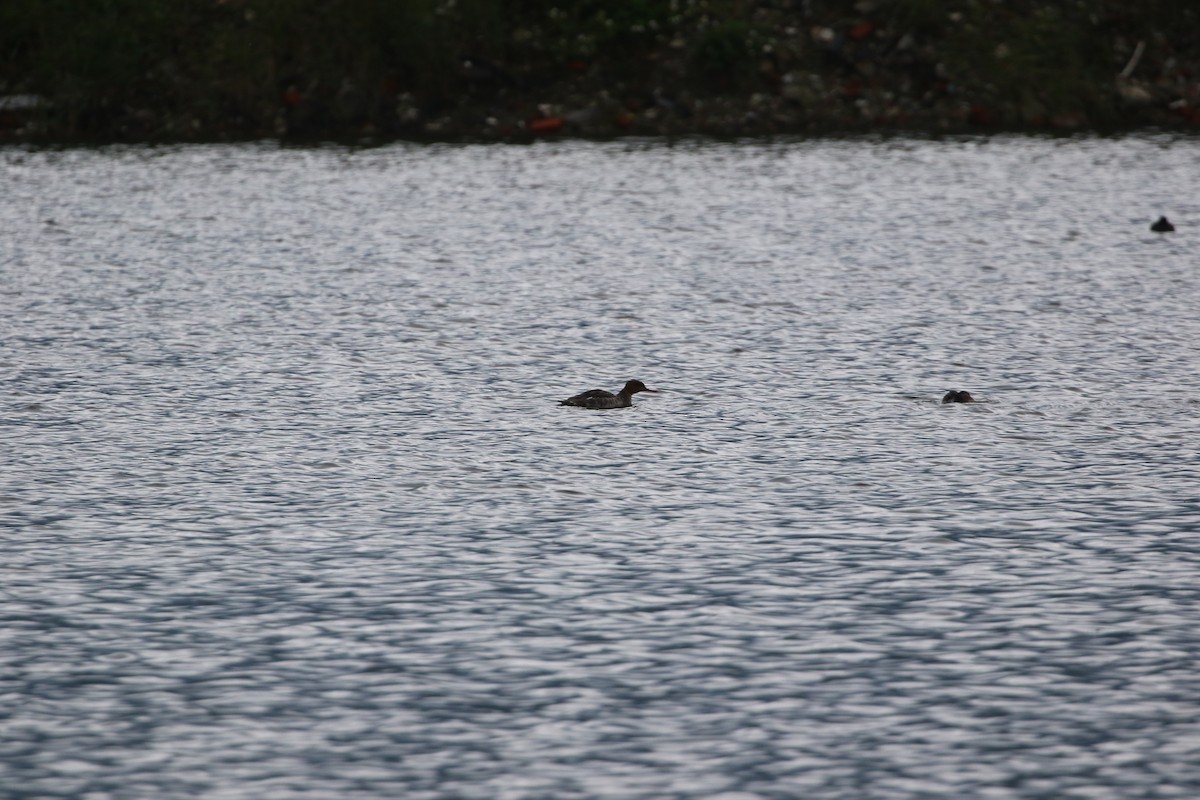Red-breasted Merganser - ML648040707
