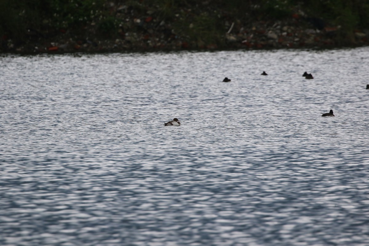 Red-breasted Merganser - ML648040747