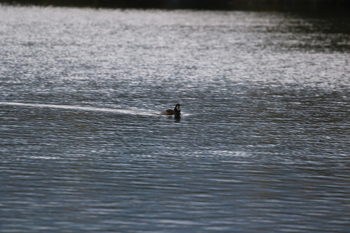 Greater Scaup - ML648040777