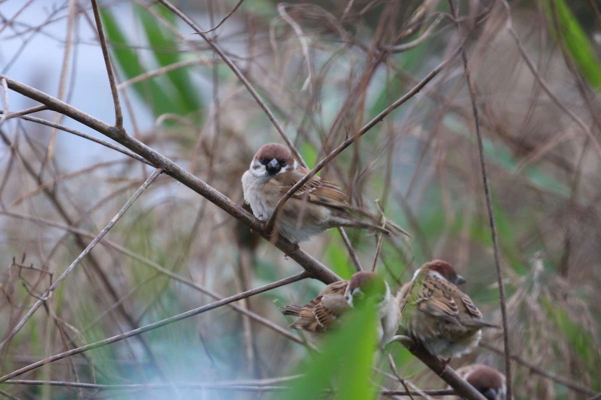 Eurasian Tree Sparrow - ML648040799