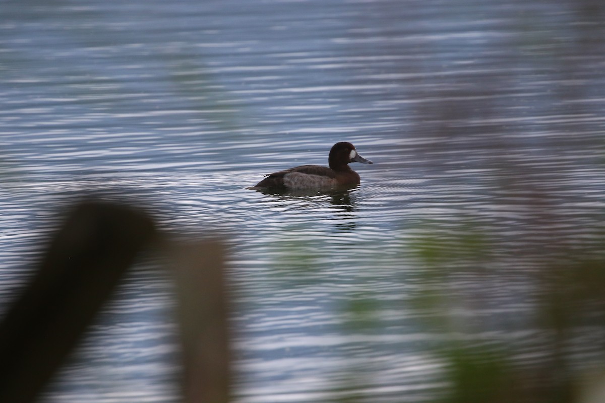 Greater Scaup - ML648040851