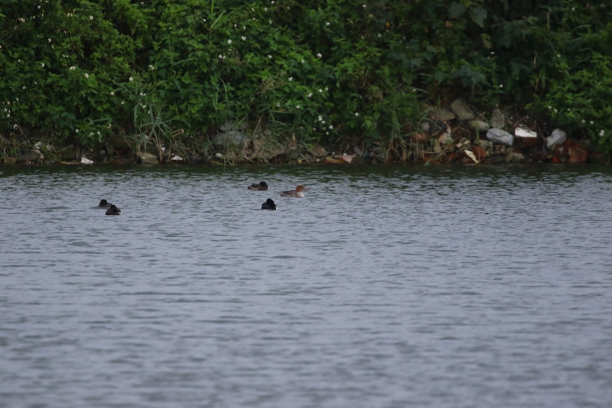 Red-breasted Merganser - ML648040867