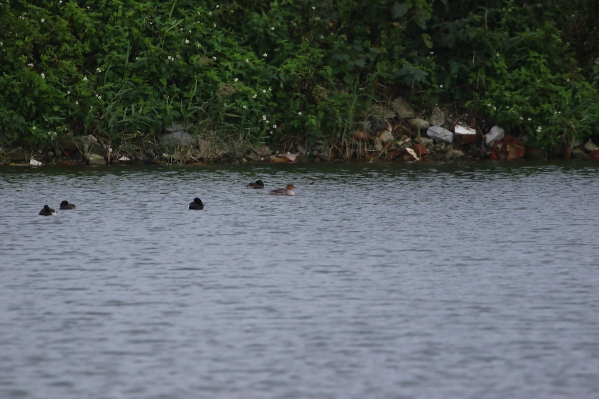 Red-breasted Merganser - ML648040882