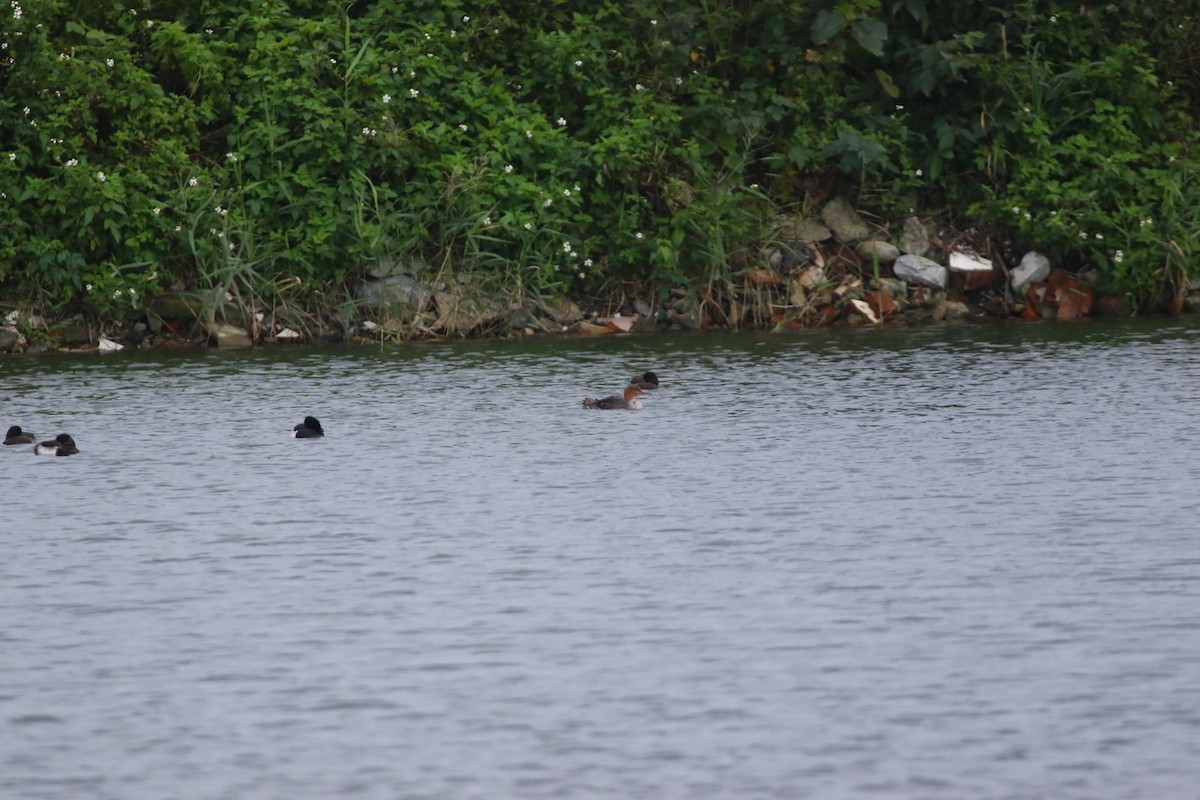 Red-breasted Merganser - ML648040905