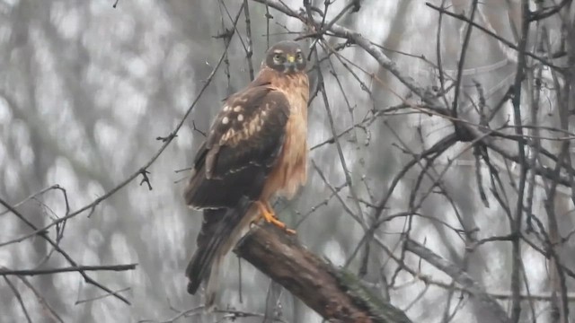 Northern Harrier - ML648040919