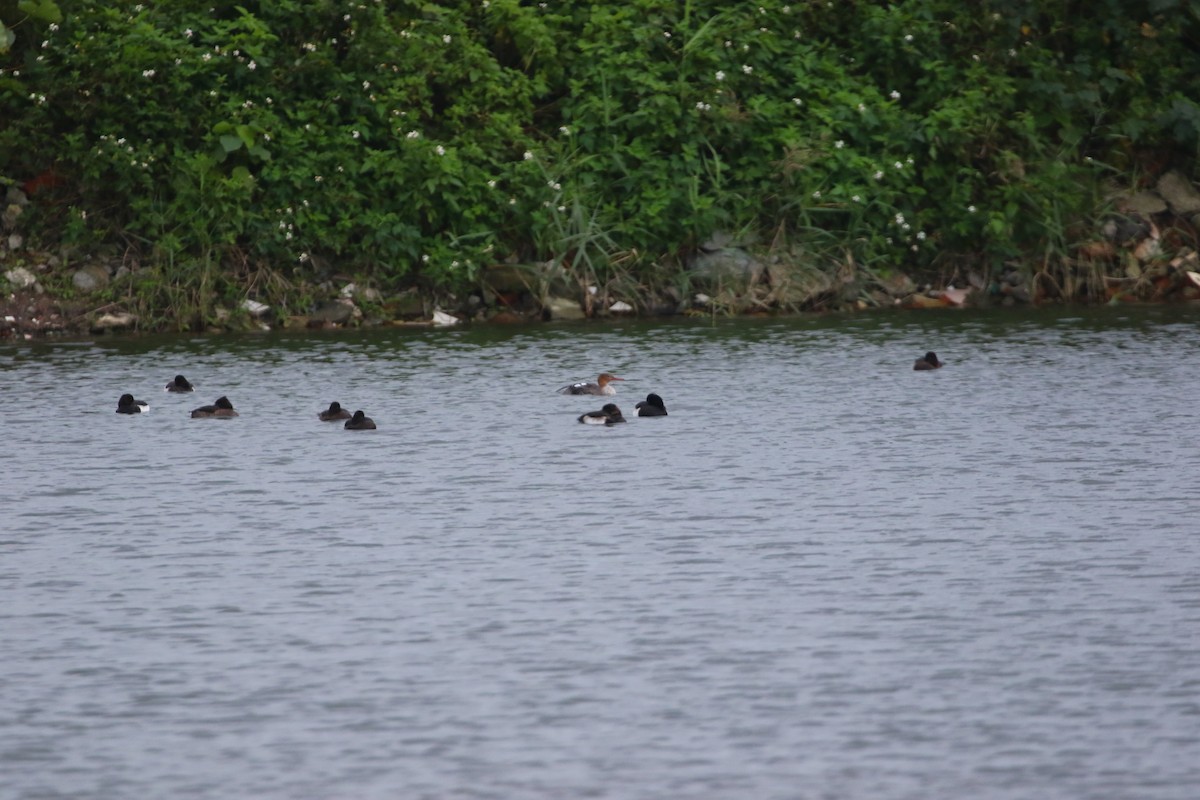 Red-breasted Merganser - ML648040944