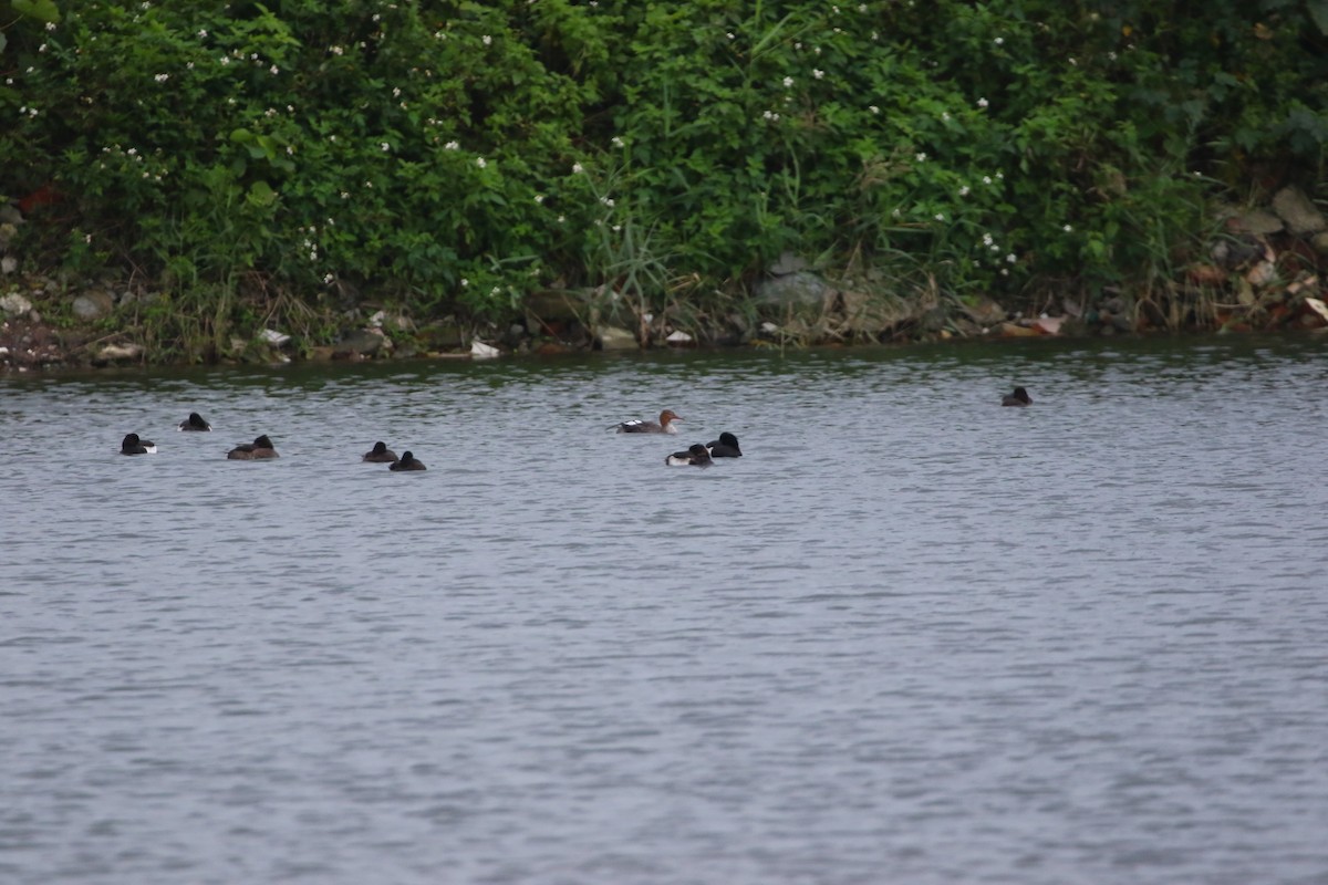 Red-breasted Merganser - ML648040953