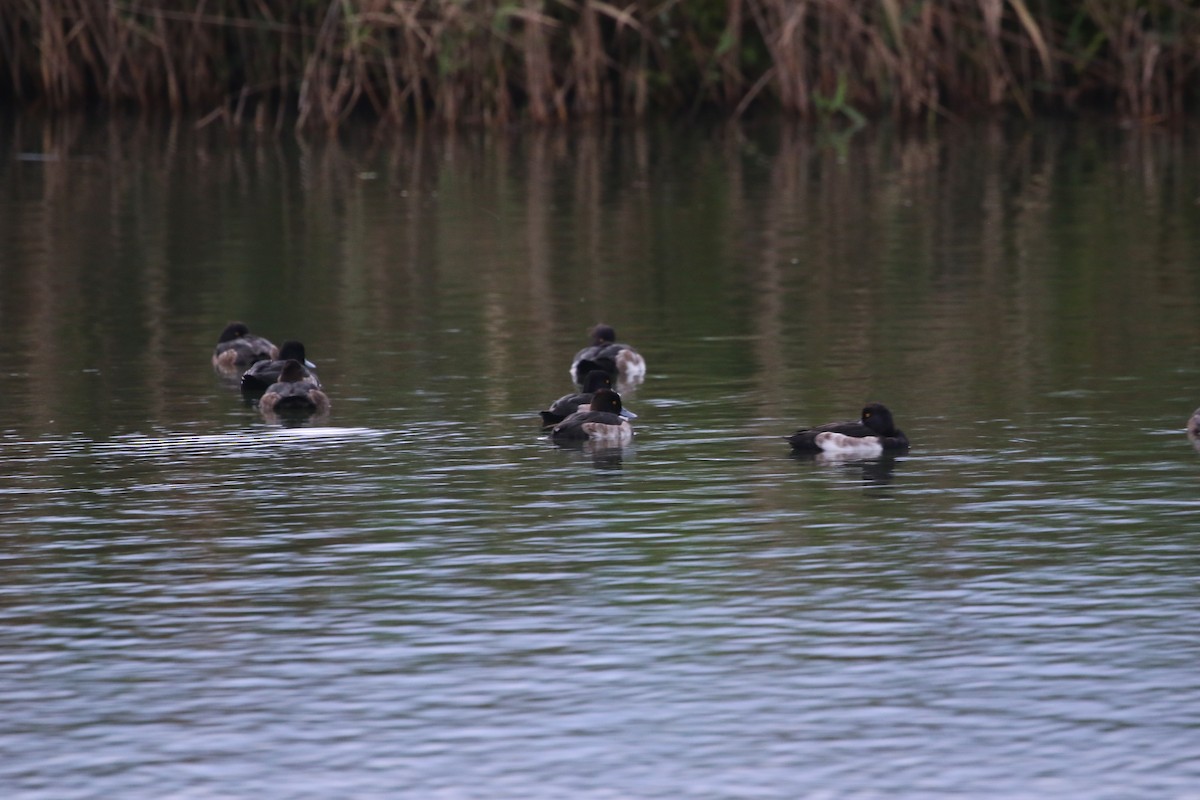 Tufted Duck - ML648040970