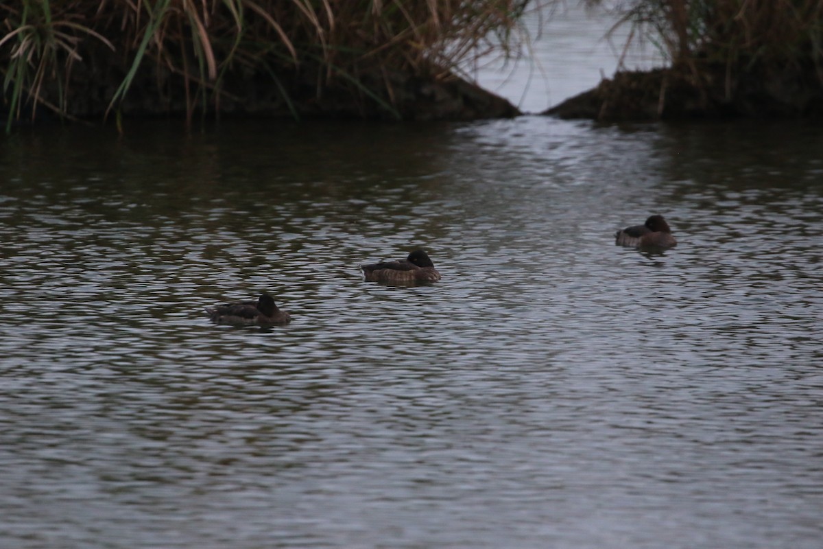 Tufted Duck - ML648040977