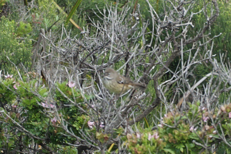 Spotted Scrubwren - ML648041234