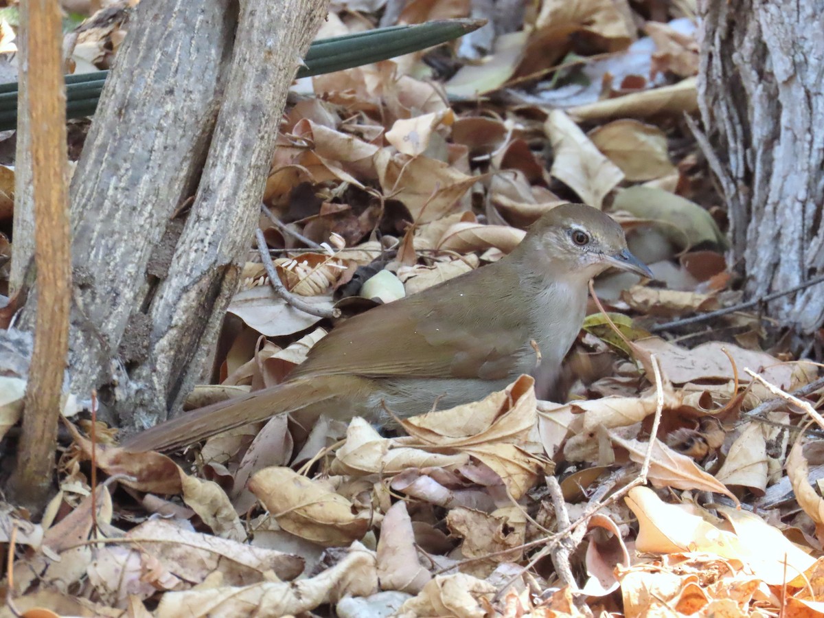 Terrestrial Brownbul - ML648041277