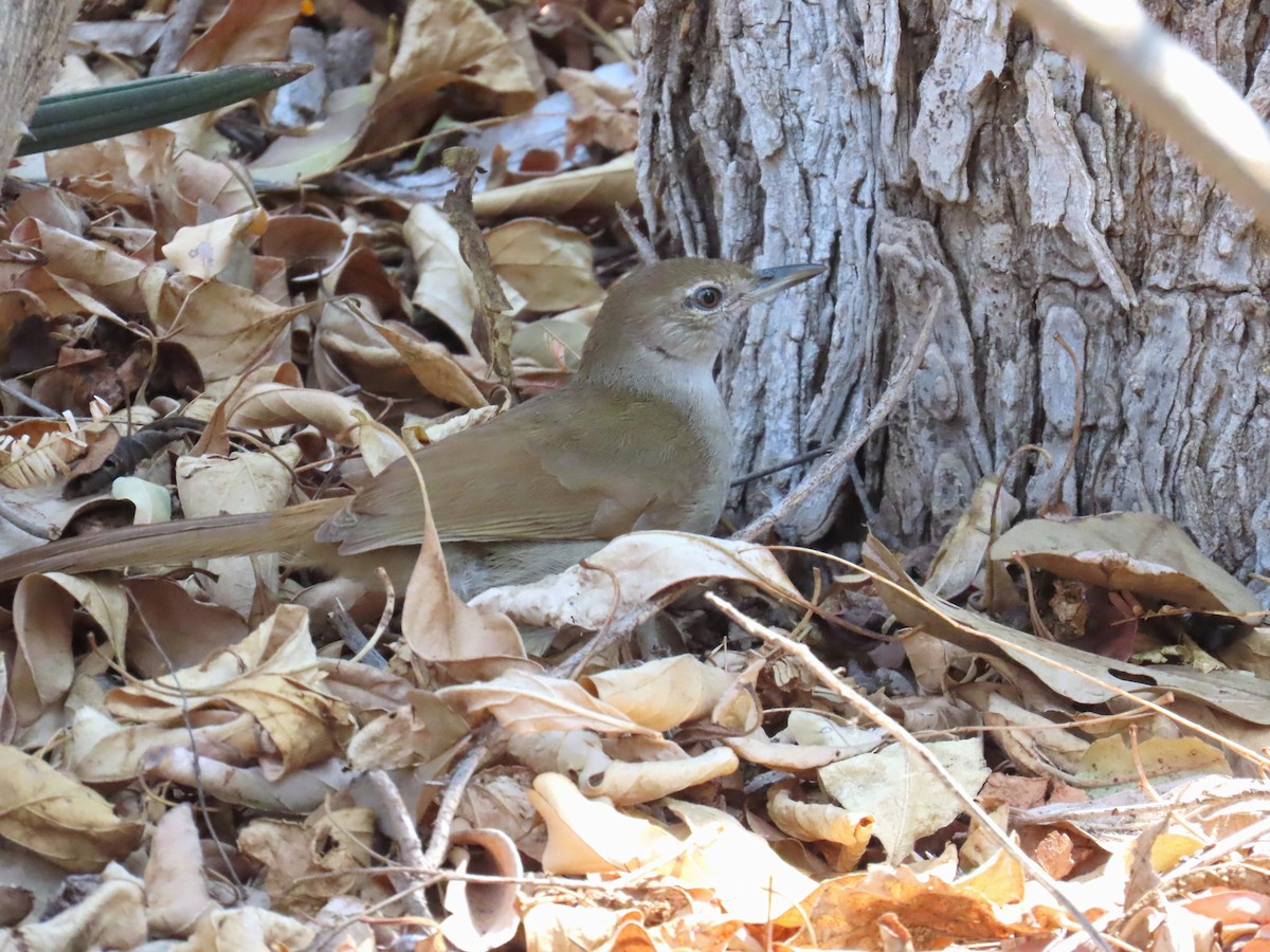 Terrestrial Brownbul - ML648041278