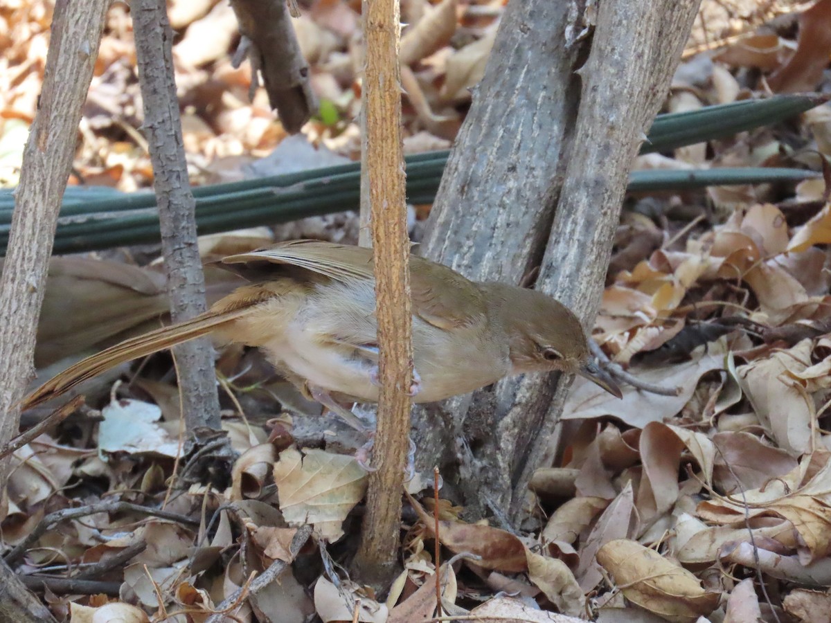 Terrestrial Brownbul - ML648041279