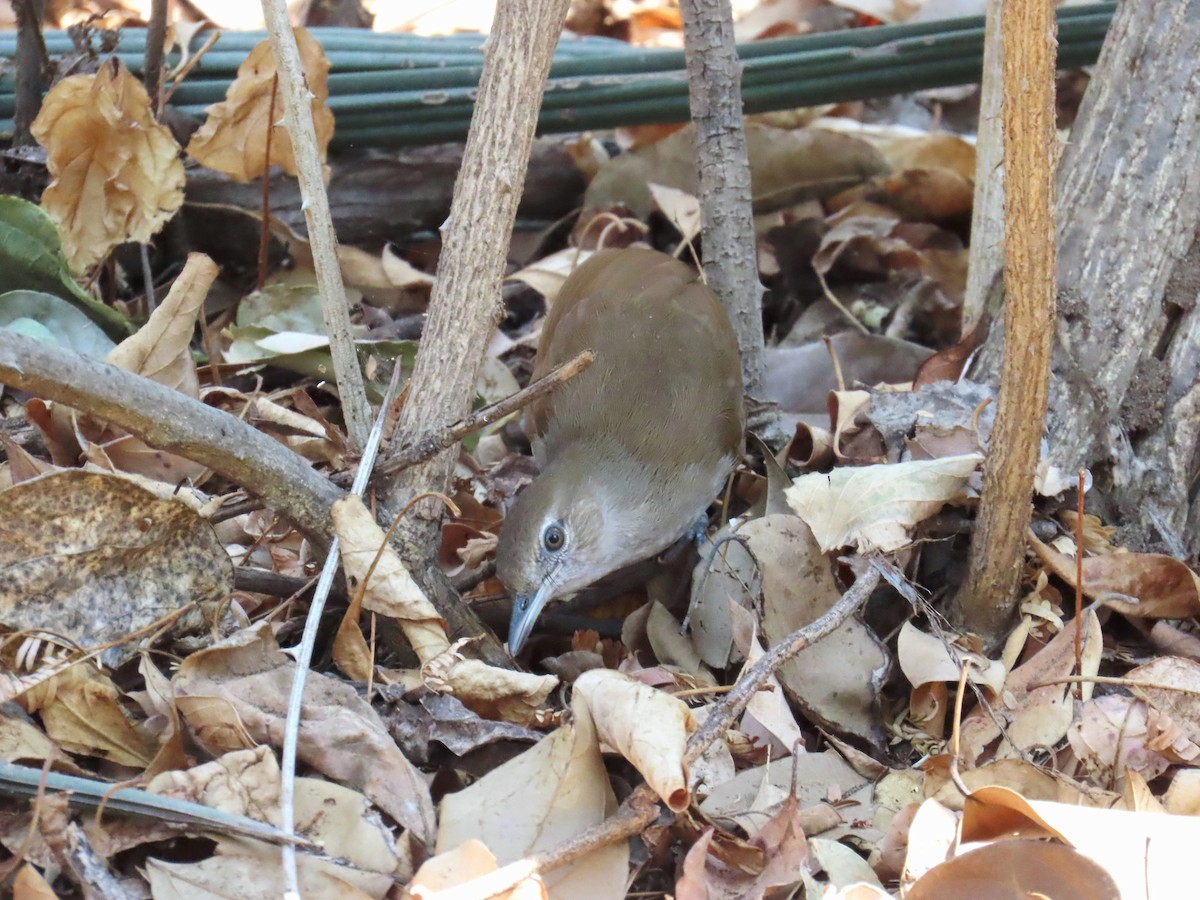 Terrestrial Brownbul - ML648041281