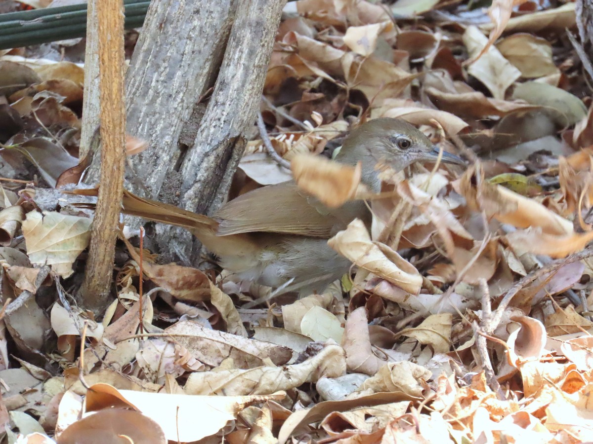 Terrestrial Brownbul - ML648041288