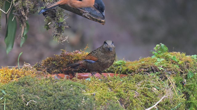 Чагарниця сизокрила - ML648041762