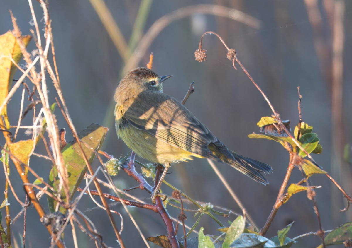 Palm Warbler (Yellow) - ML648042422