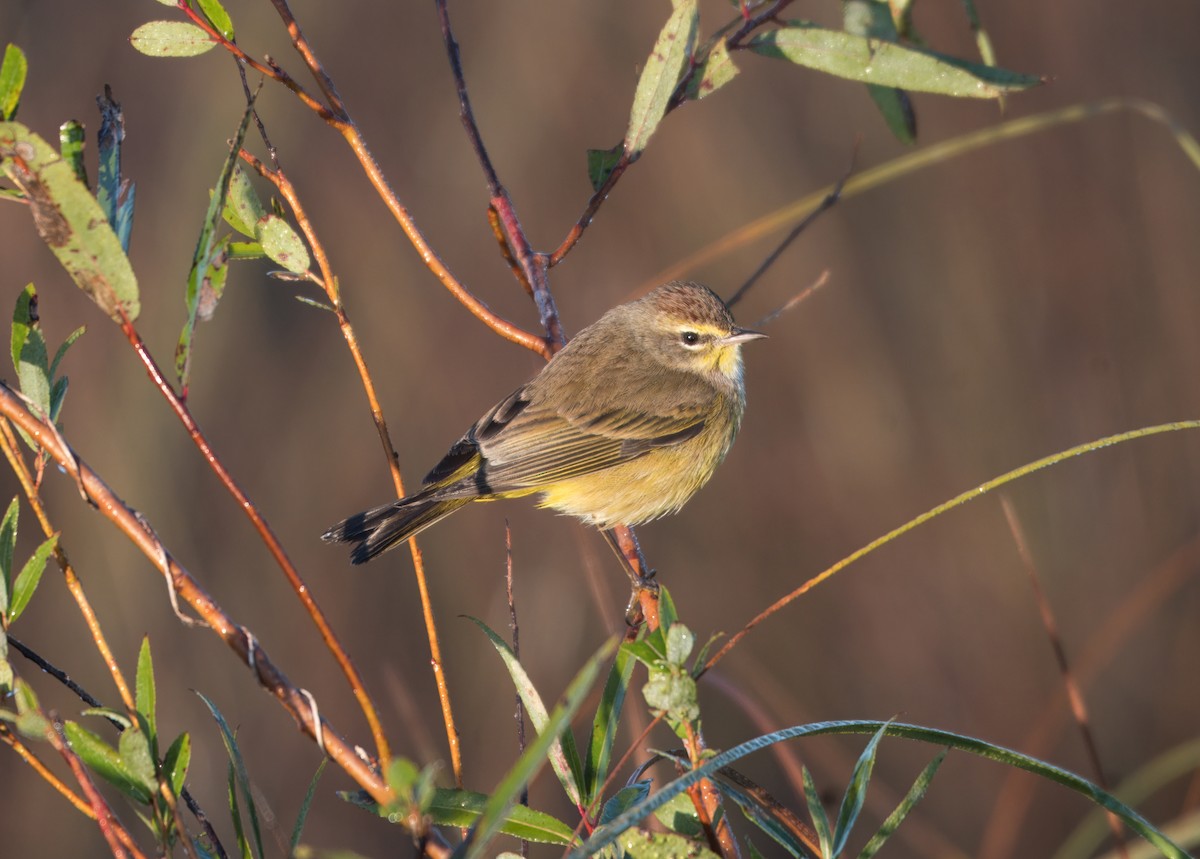 Palm Warbler (Yellow) - ML648042423