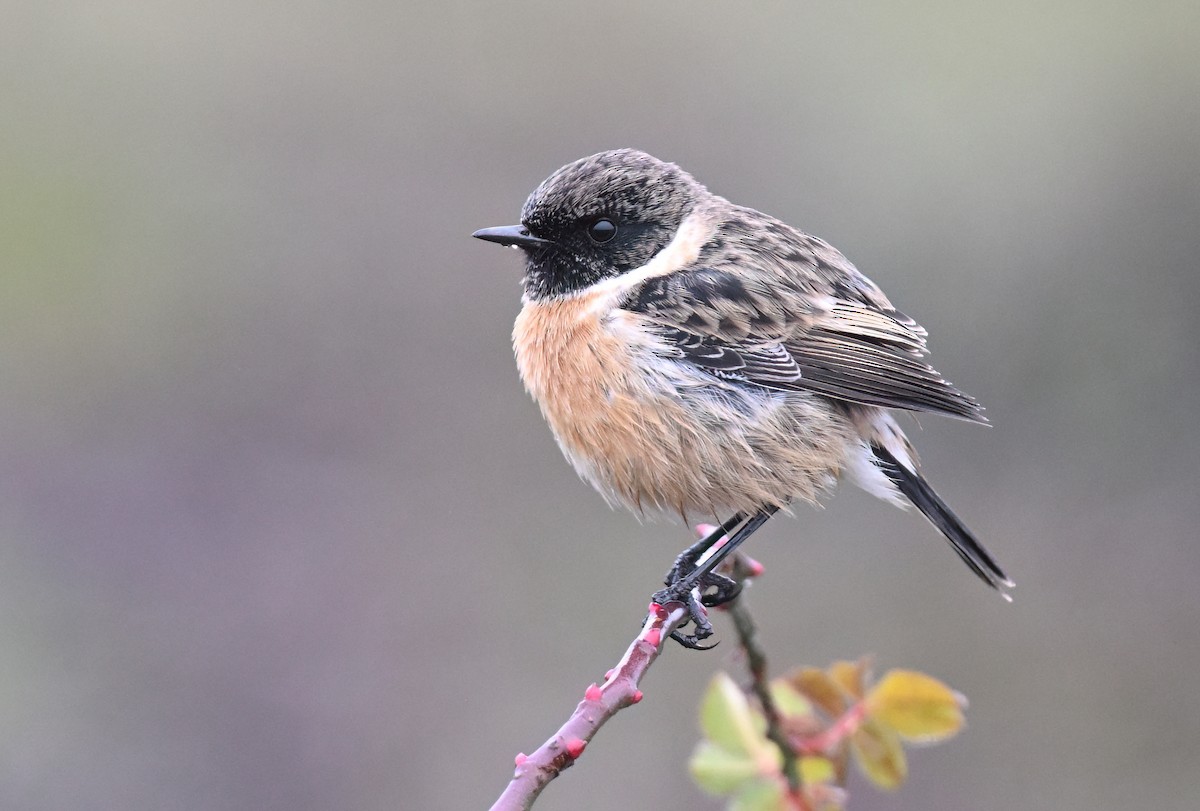 European Stonechat - ML648042641