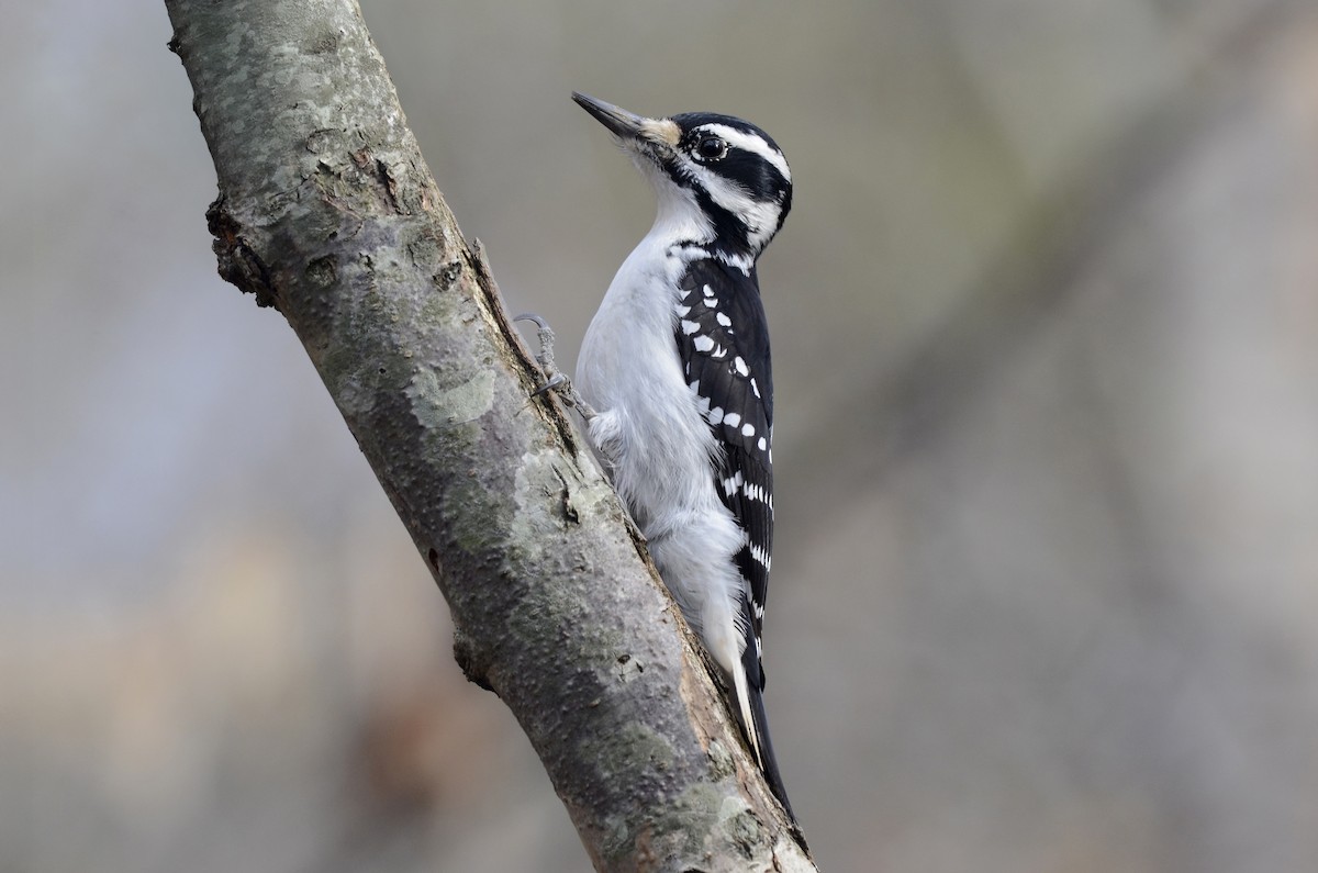 strakapoud americký - ML648043039