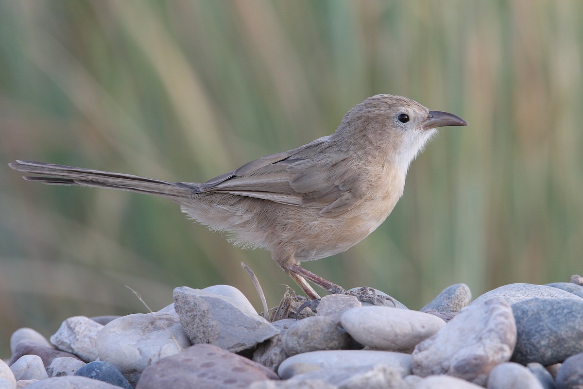 Iraq Babbler - ML64804311