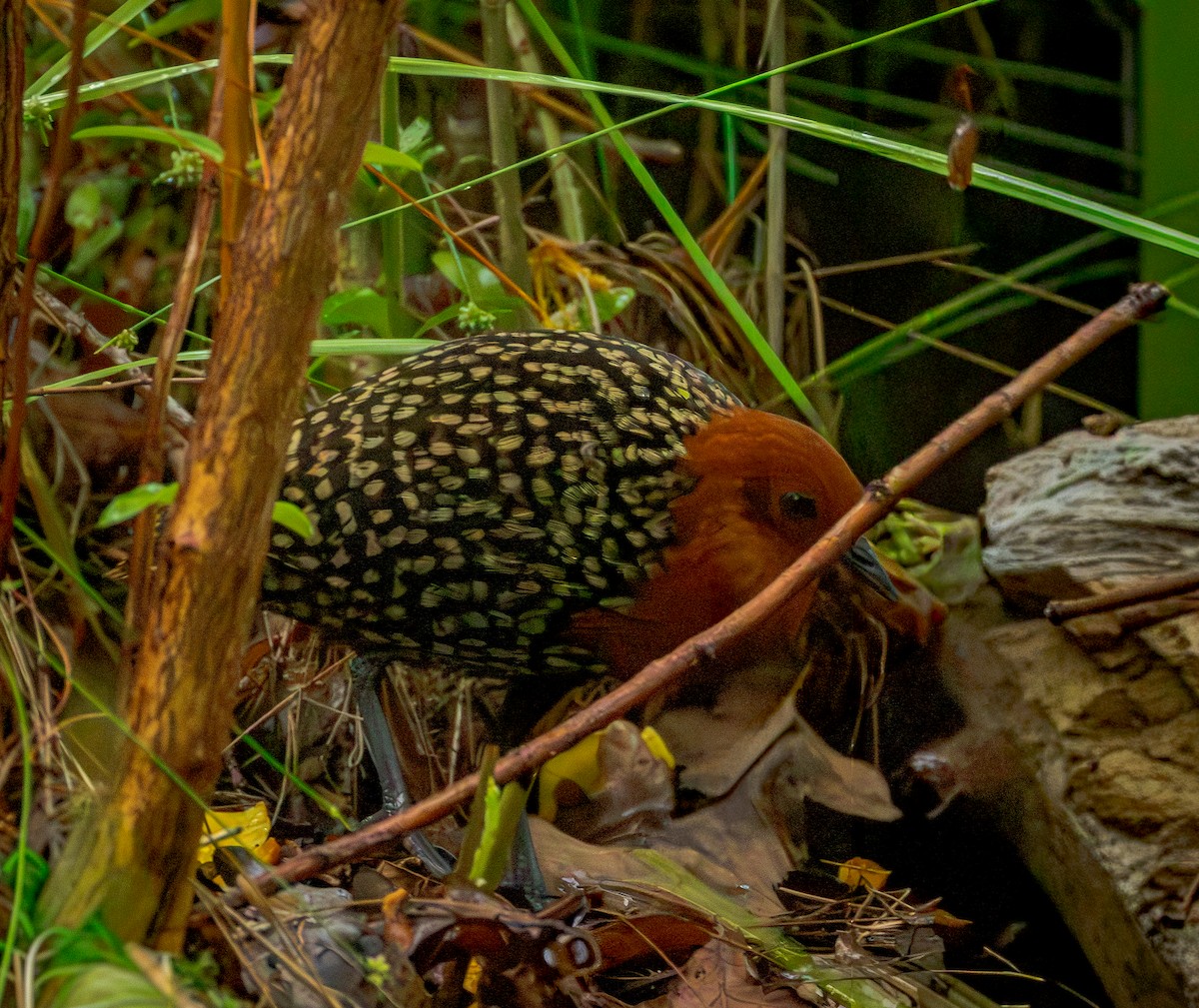 Buff-spotted Flufftail - ML648043300