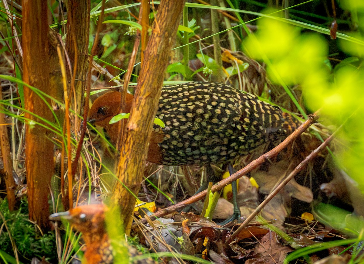 Buff-spotted Flufftail - ML648043306